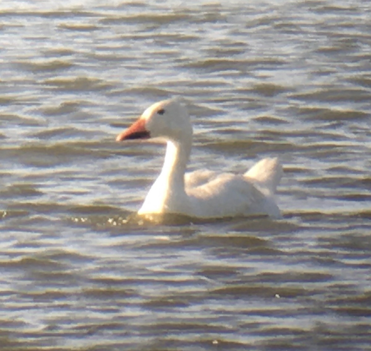 Snow Goose - ML259290641