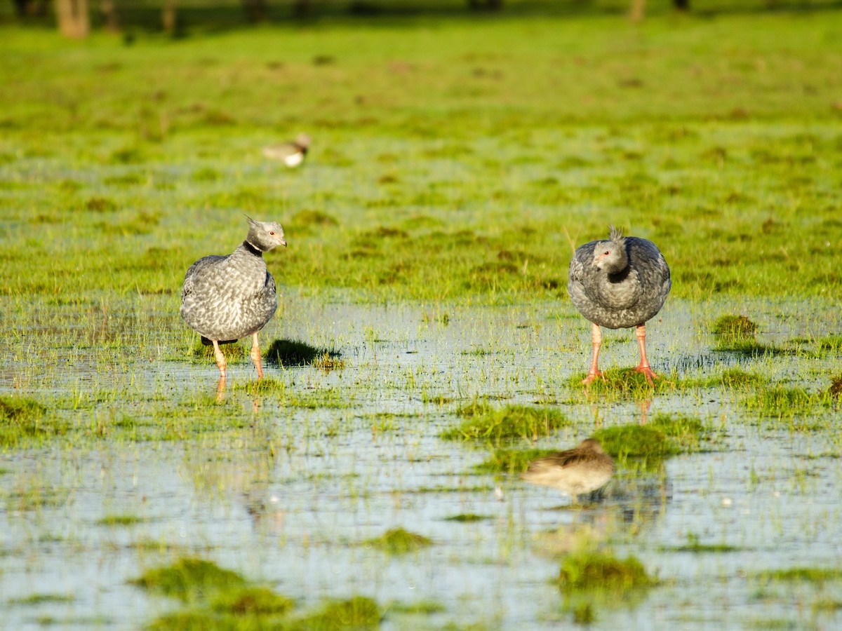 Southern Screamer - ML259291221