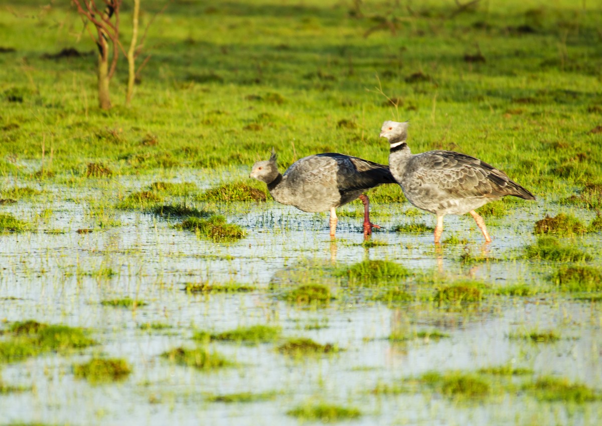 Southern Screamer - ML259291241