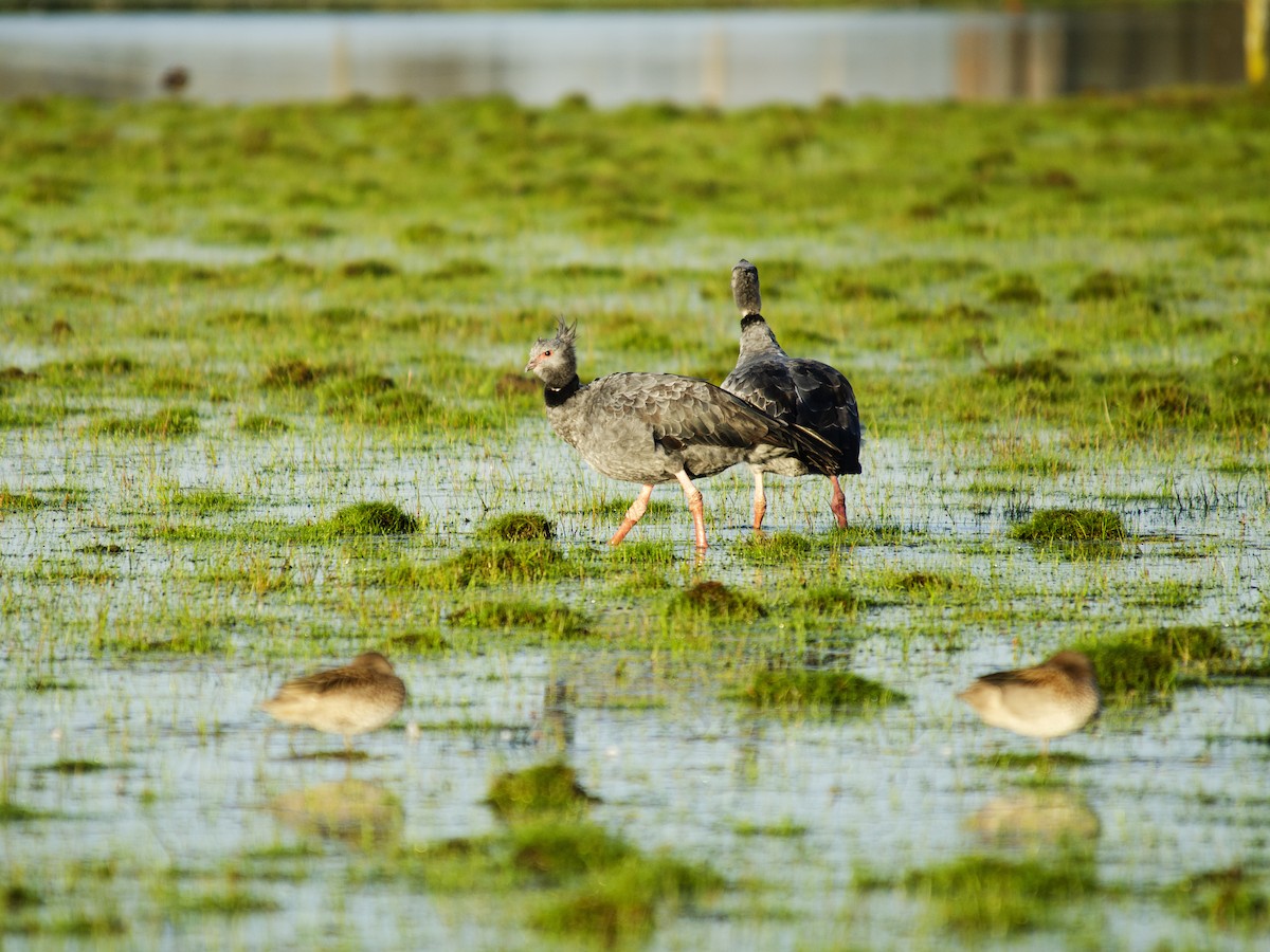 Southern Screamer - ML259291251