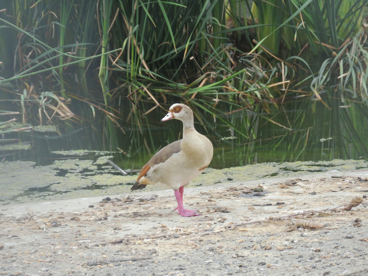 Egyptian Goose - ML259291421