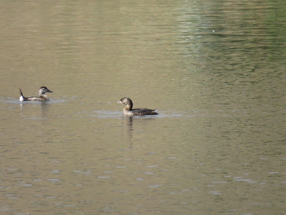 Pied-billed Grebe - ML259291611