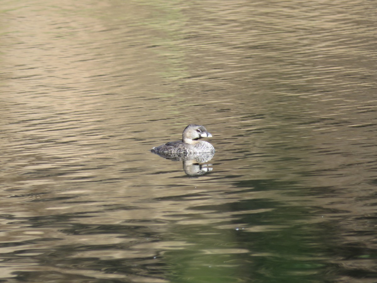 Pied-billed Grebe - ML259291621