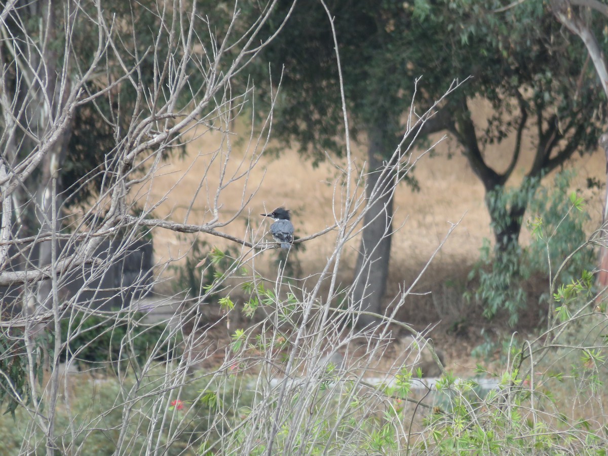 Belted Kingfisher - ML259291851