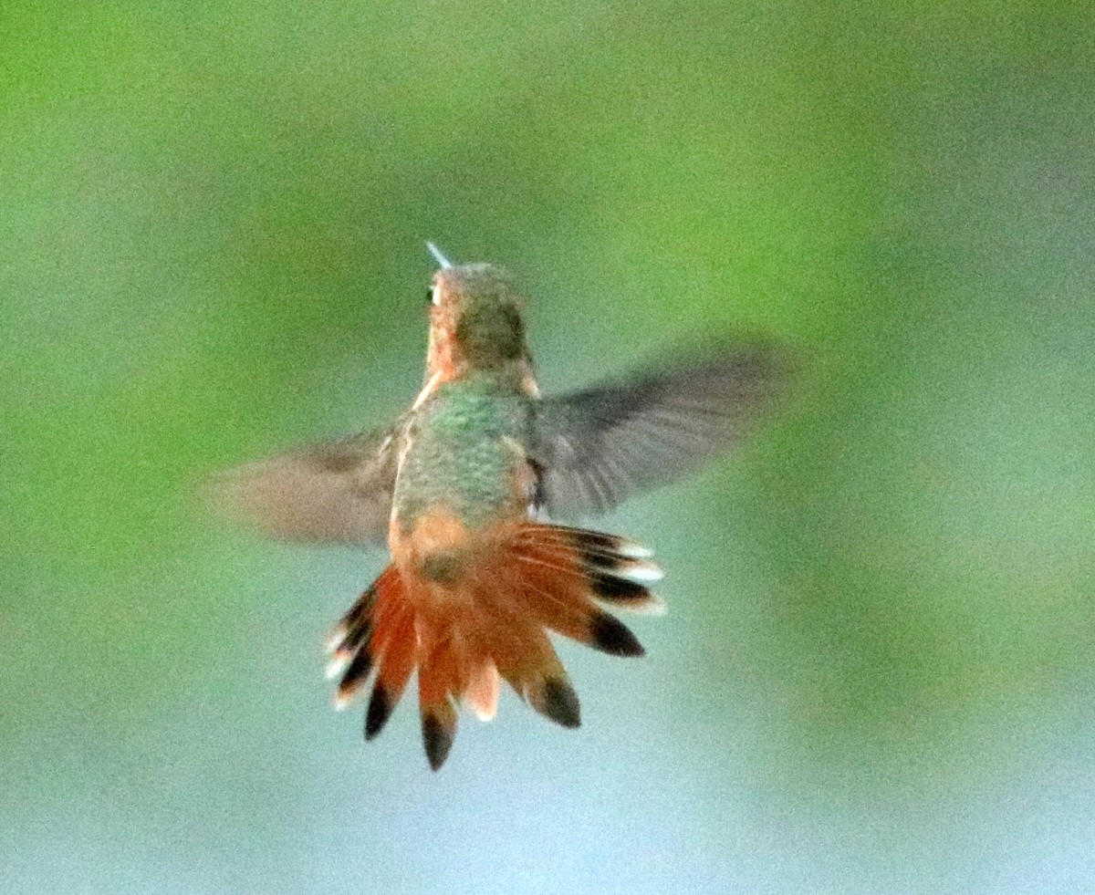 Rufous Hummingbird - ML259292981