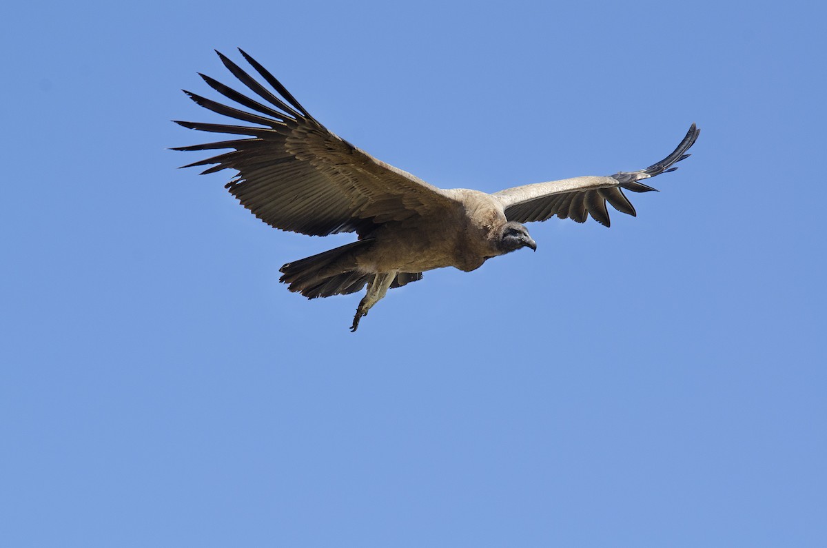 Andean Condor - ML259294341