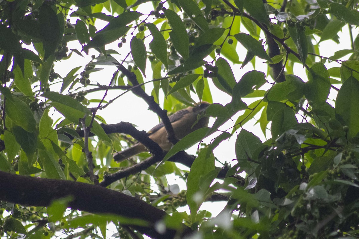 Burnished-buff Tanager (Rufous-crowned) - ML259294721