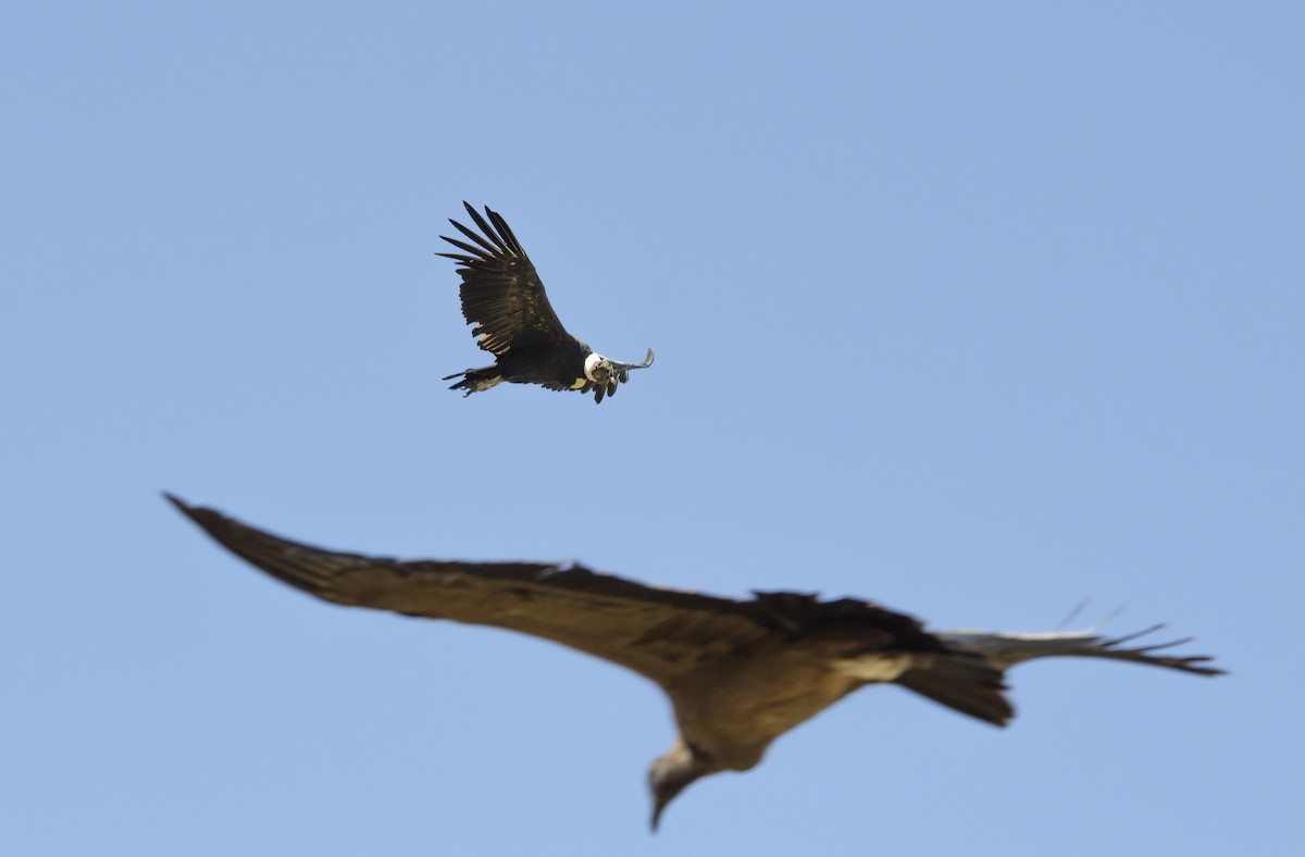 Andean Condor - MARIA ALEJANDRA BRUSADIN