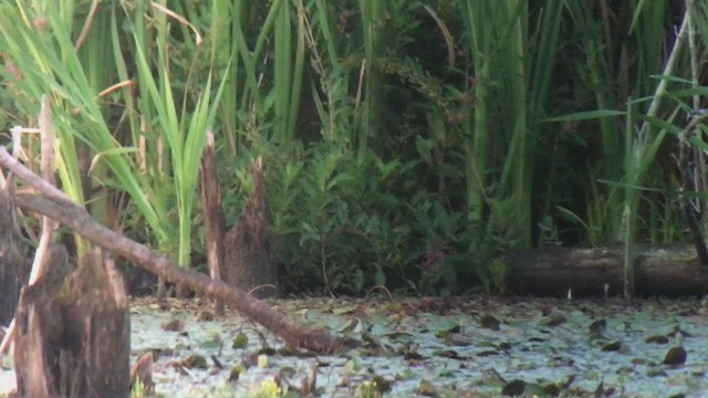 Virginia Rail - ML259295811