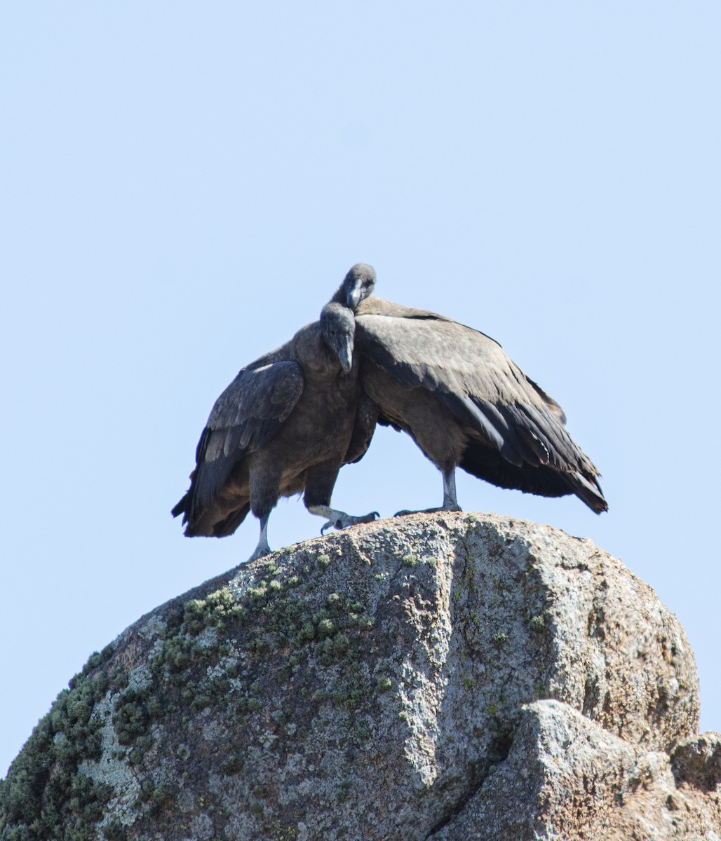 Andean Condor - ML259296461