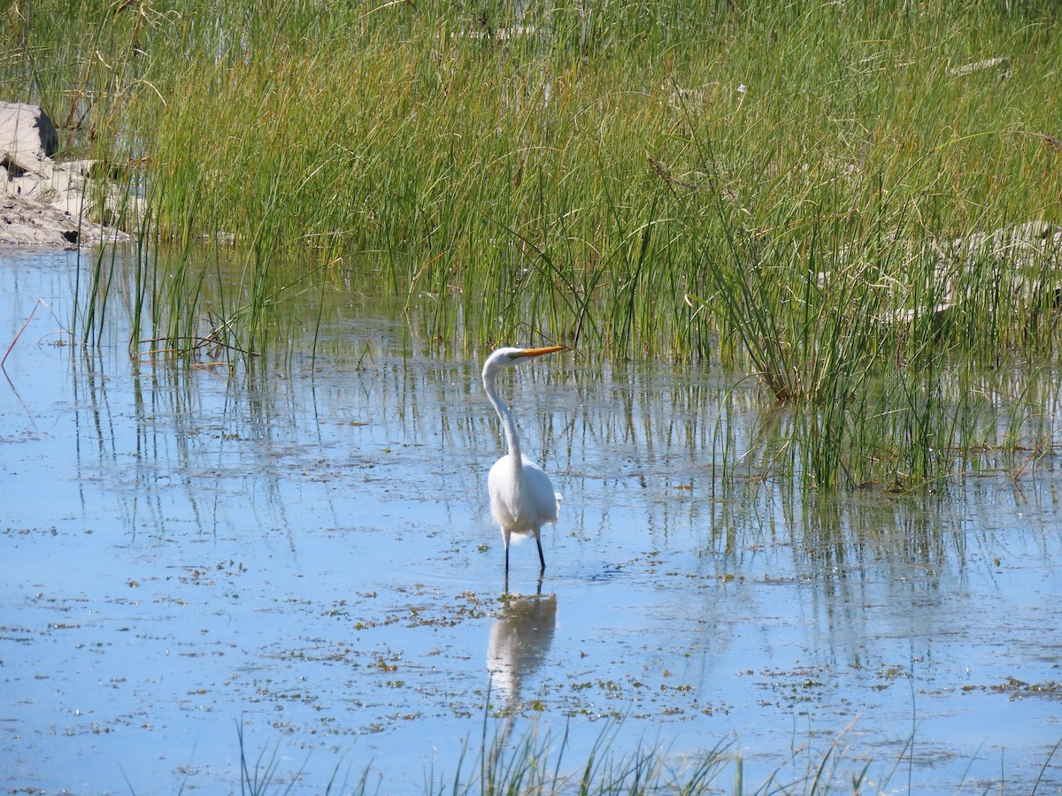 Great Egret - ML259297861