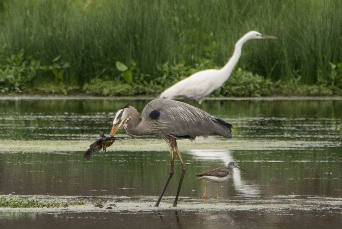 Great Blue Heron - ML25929851