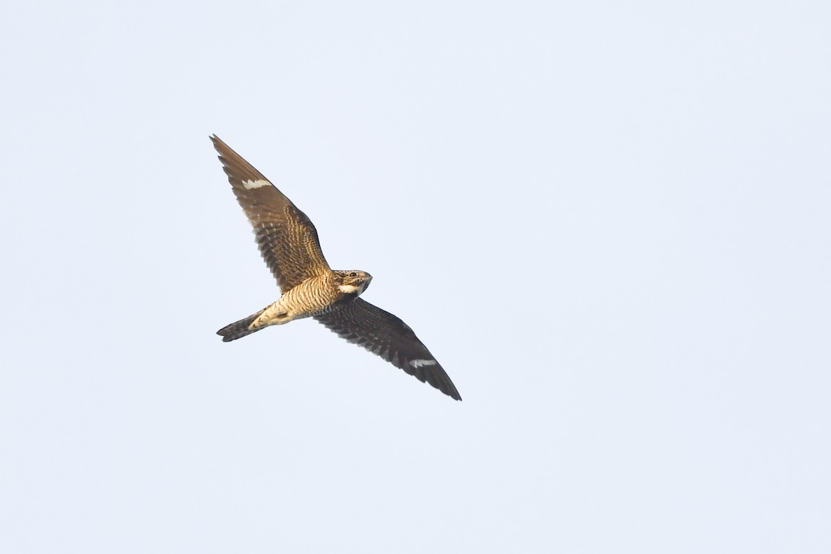 Common Nighthawk - ML259298831