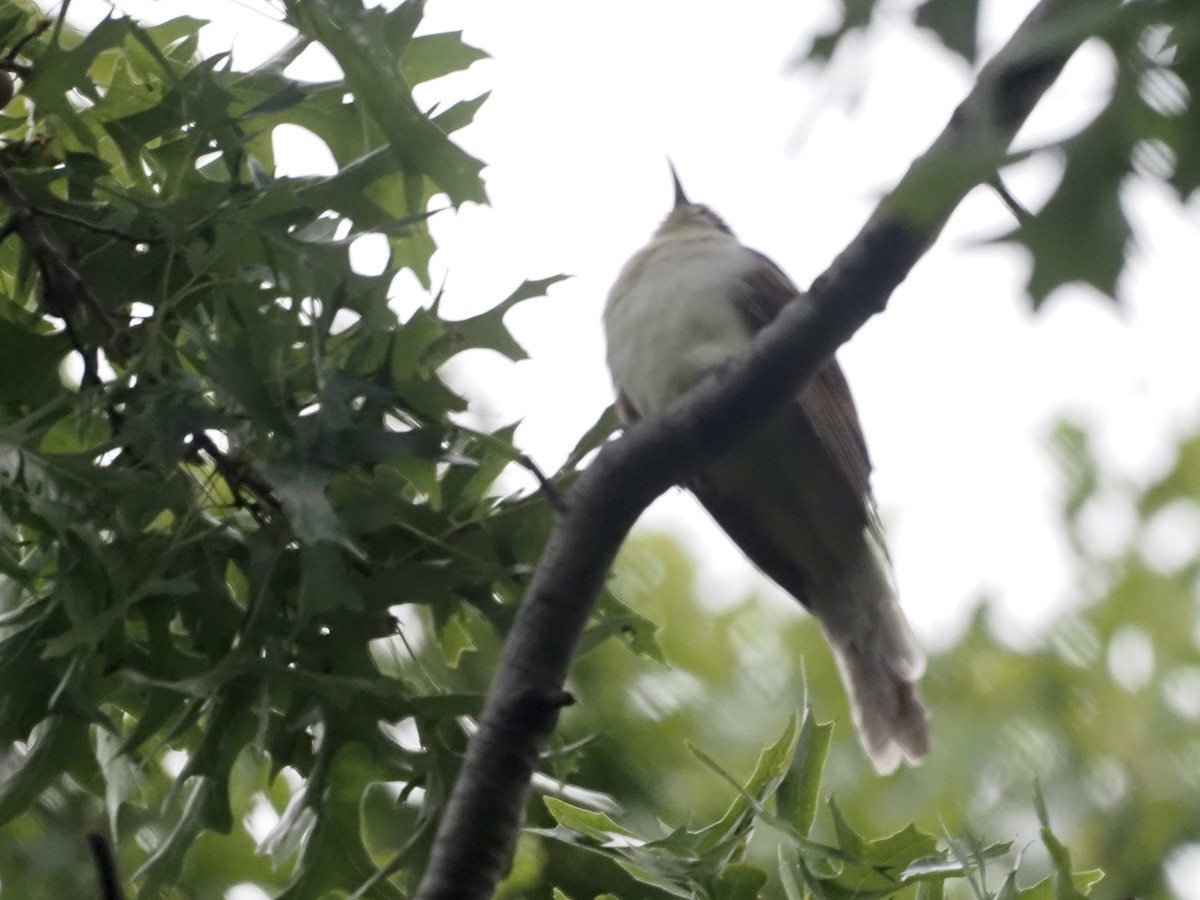 Black-billed Cuckoo - ML259299961