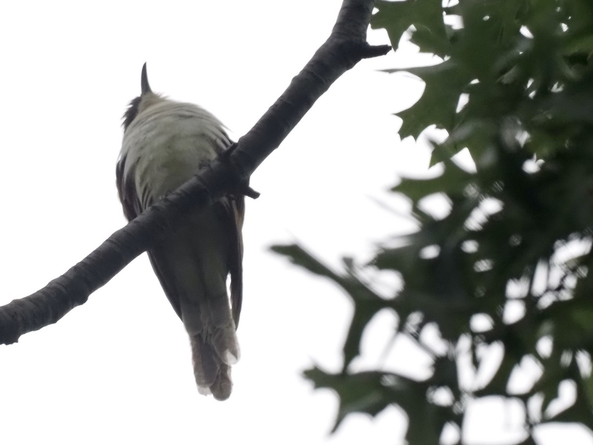 Black-billed Cuckoo - ML259299971