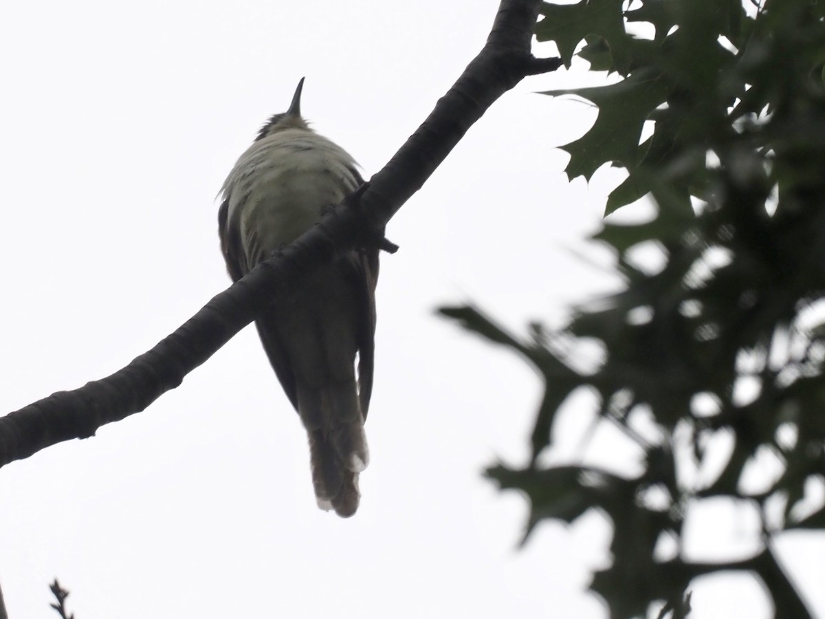 Black-billed Cuckoo - ML259300001