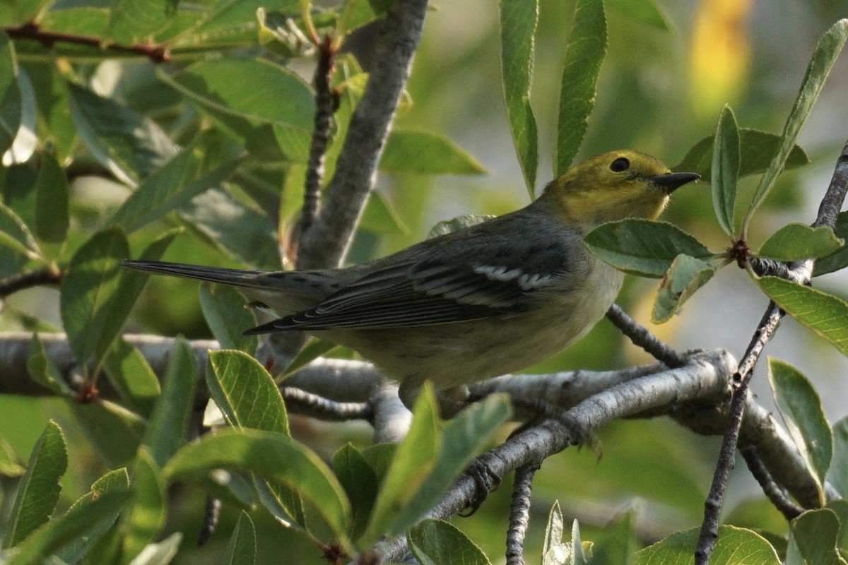 Hermit Warbler - ML259300561