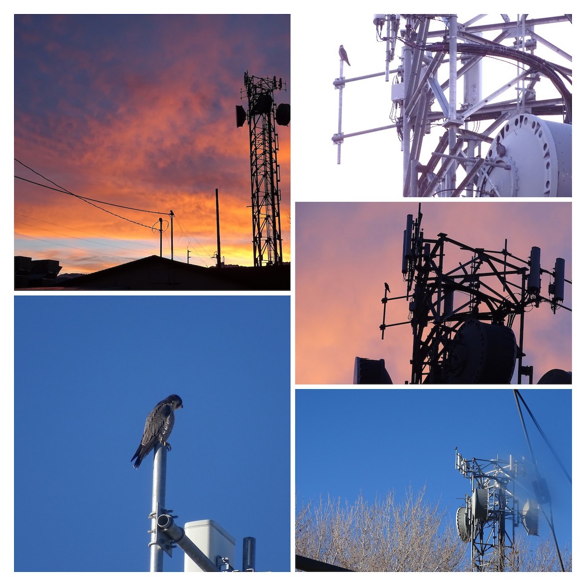 Peregrine Falcon - ML25930311