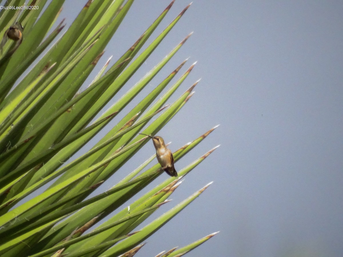 Lucifer Hummingbird - ML259303871