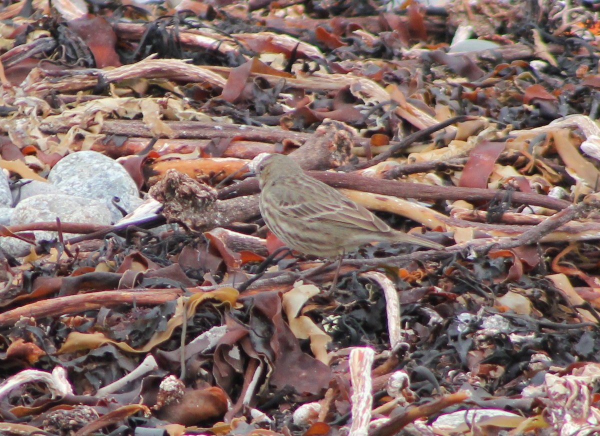 Rock Pipit - ML25930441