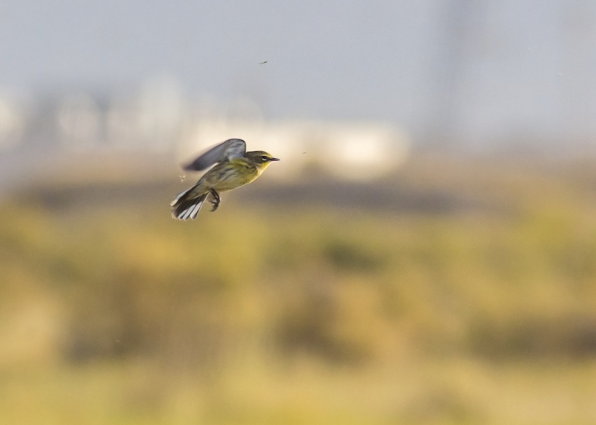 Palm x Yellow-rumped Warbler (hybrid) - Matthew Pendleton