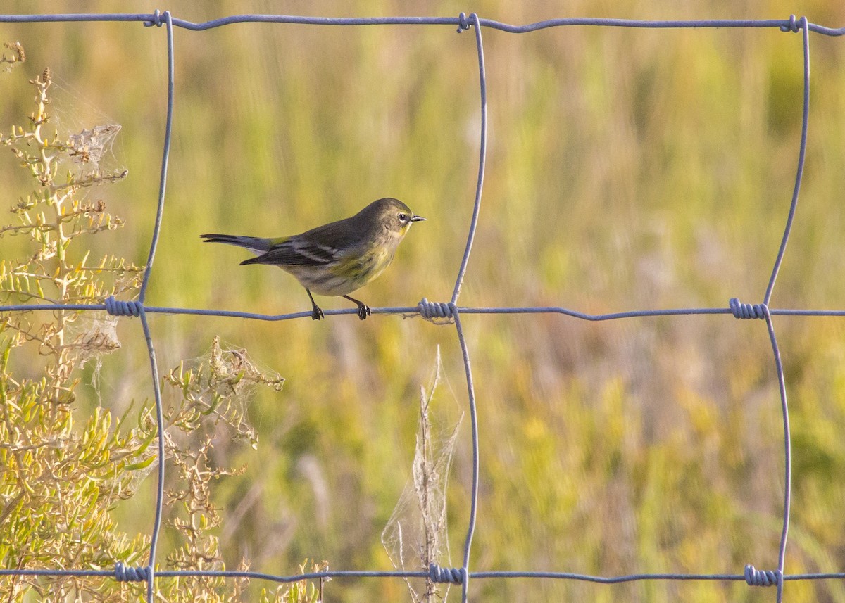Palm x Yellow-rumped Warbler (hybrid) - Matthew Pendleton
