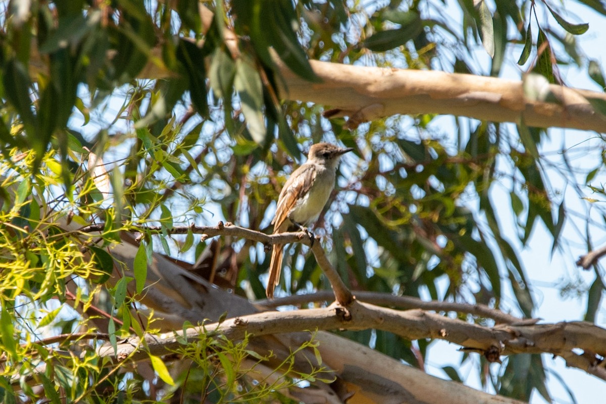 Ash-throated Flycatcher - Joshua Joun