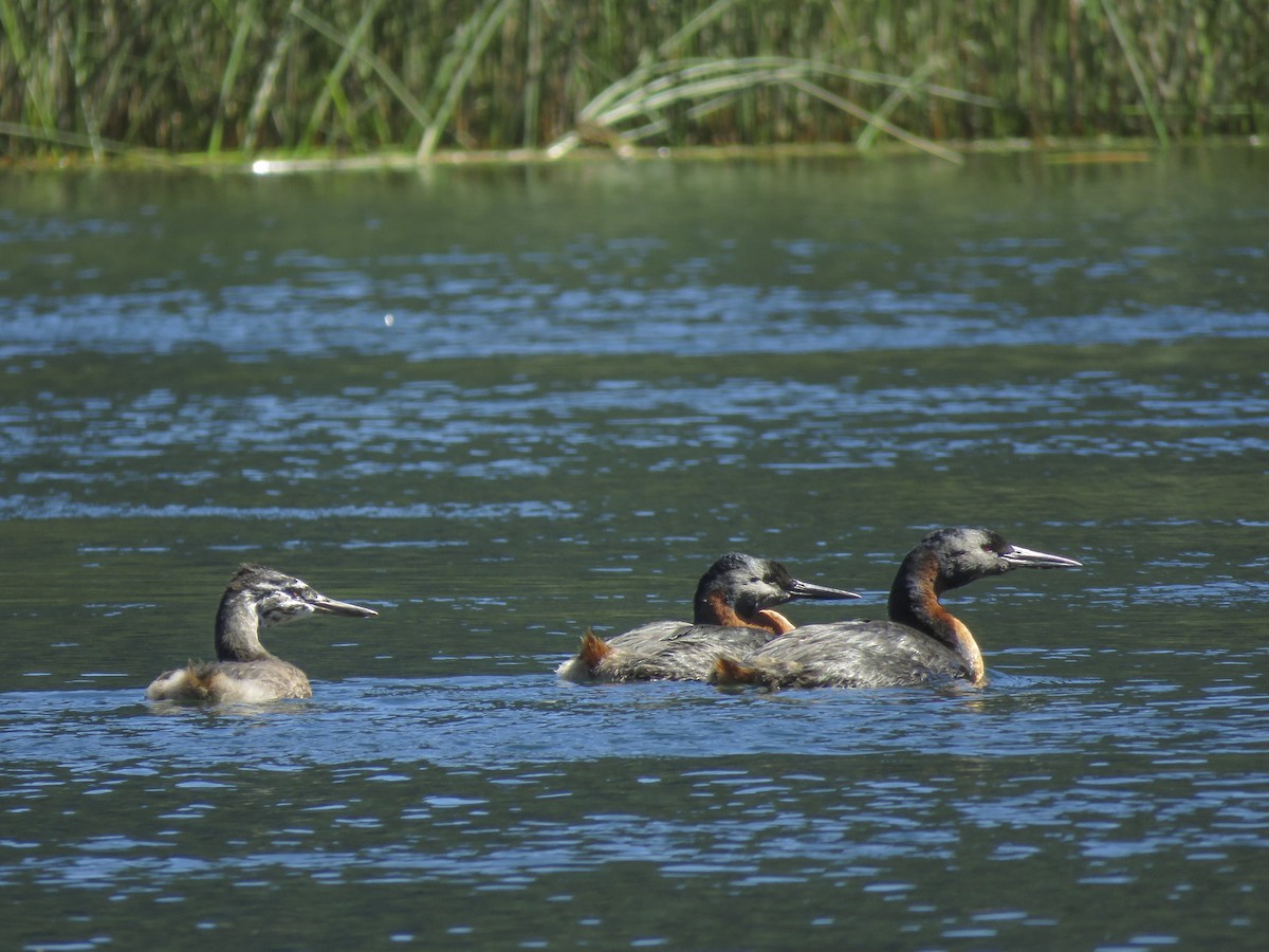 Great Grebe - ML259306601