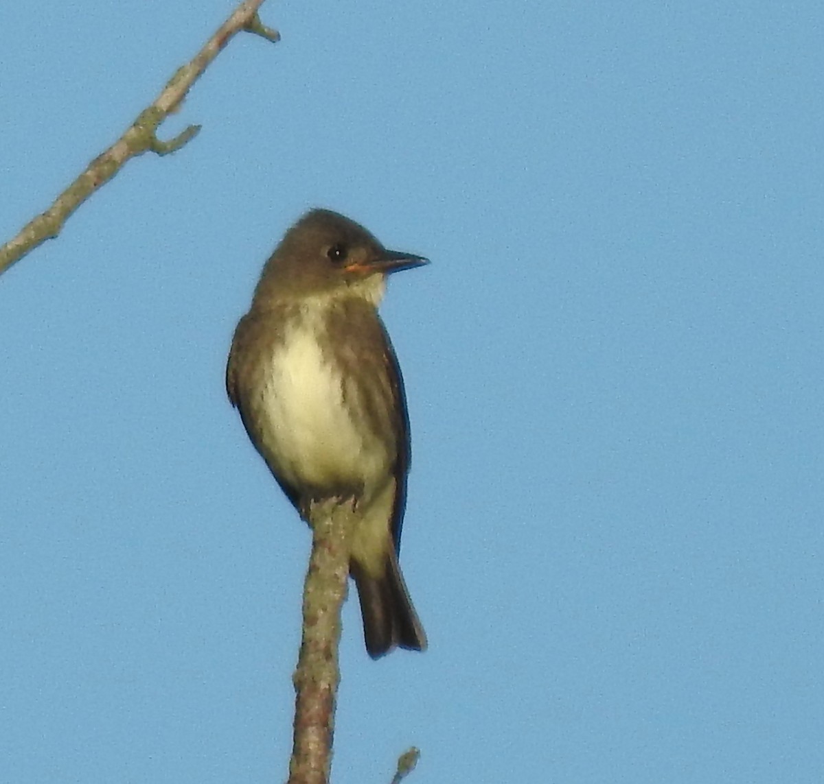 Olive-sided Flycatcher - Mary  McMahon