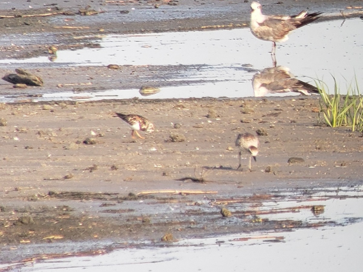 Ruddy Turnstone - ML259309751