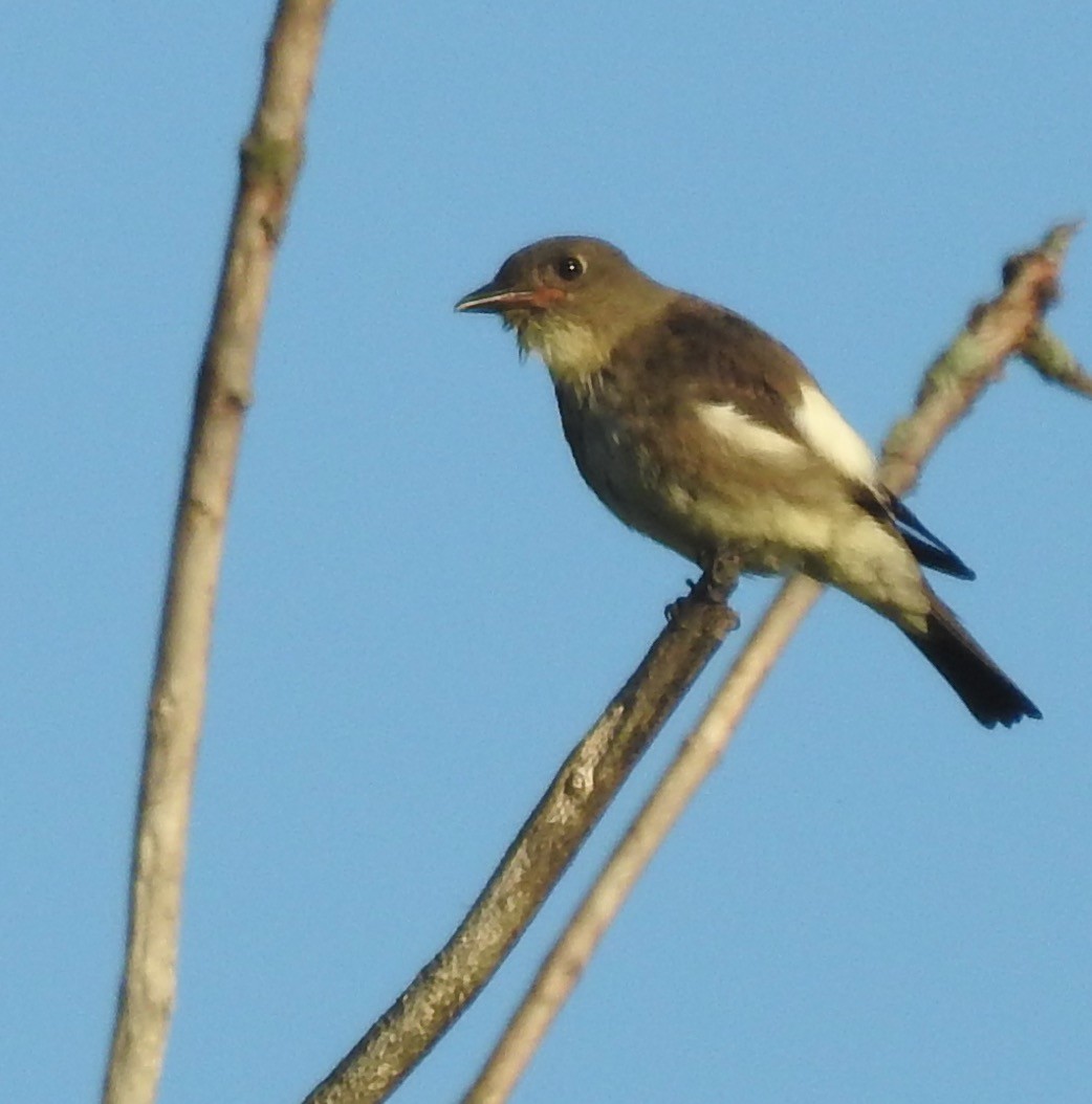 Olive-sided Flycatcher - Mary  McMahon