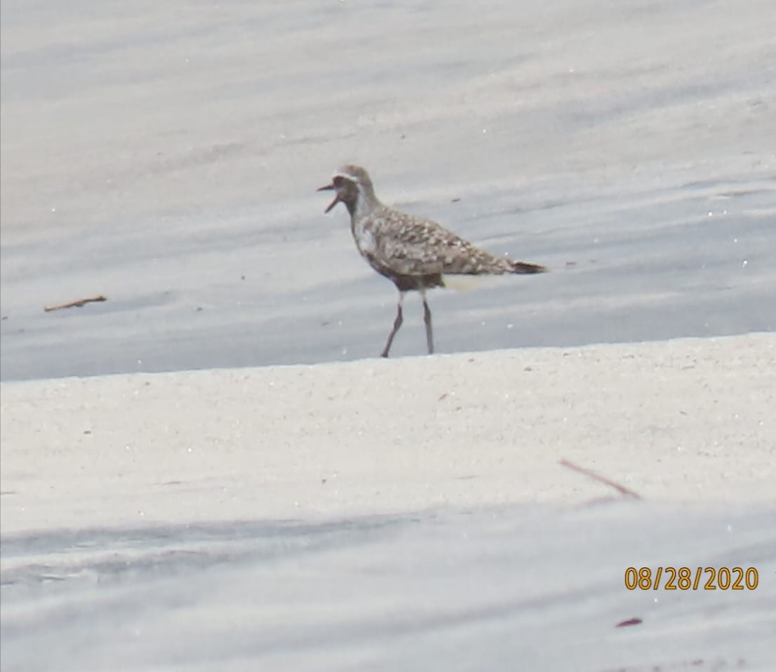 Black-bellied Plover - JE DC