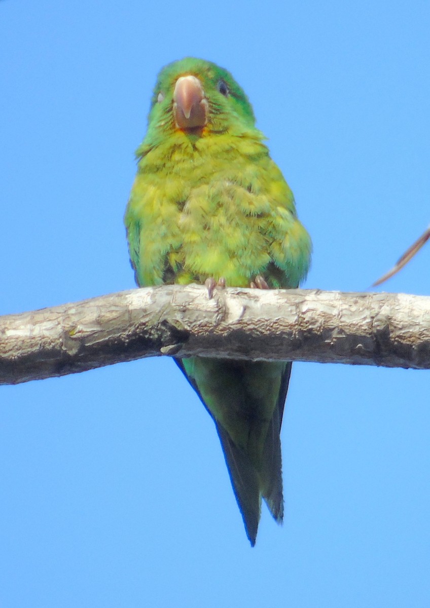 Orange-chinned Parakeet - Ricardo Aguilar