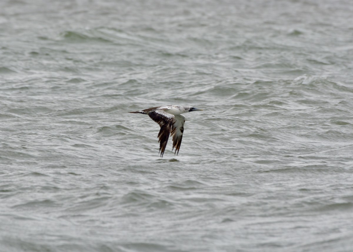 Masked Booby - ML259315961