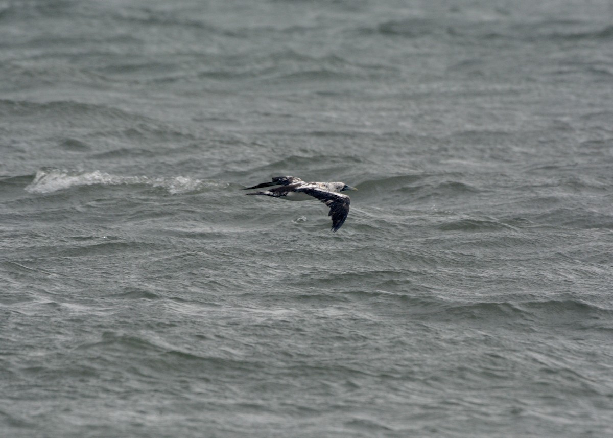 Masked Booby - ML259316001