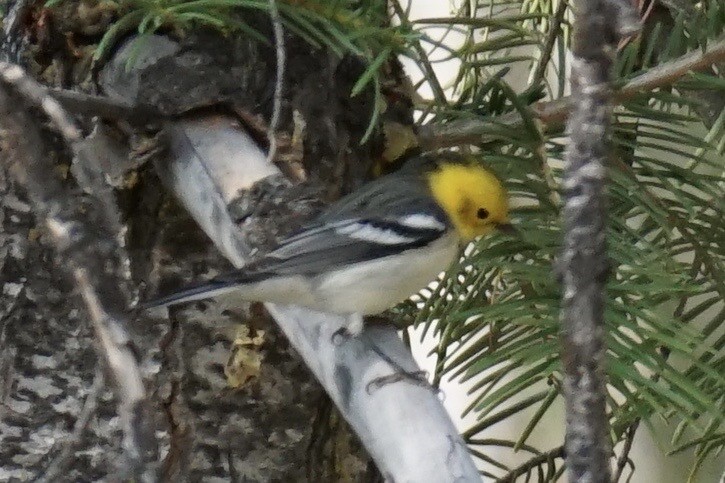 Hermit Warbler - ML259316241