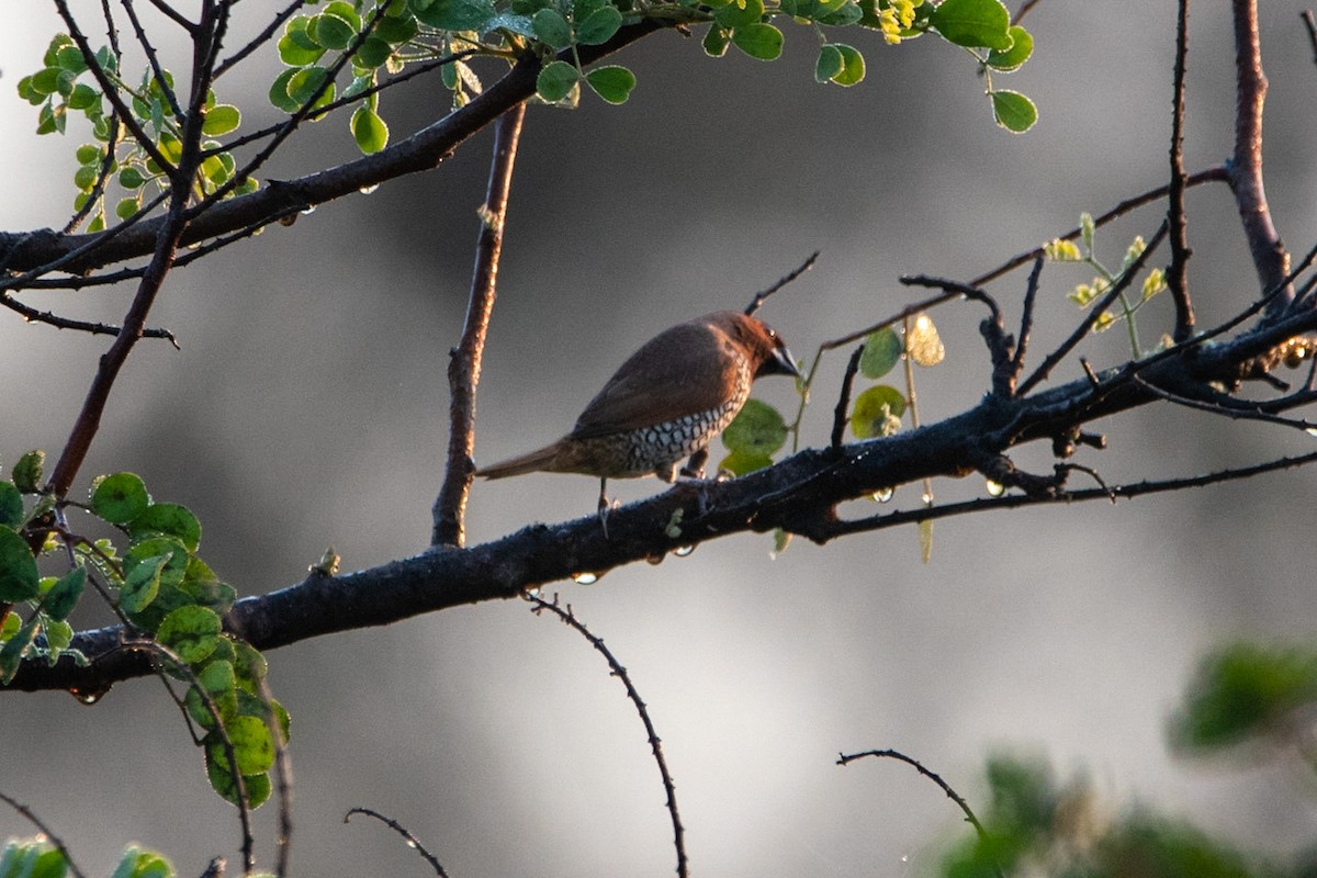 Scaly-breasted Munia - ML259316521