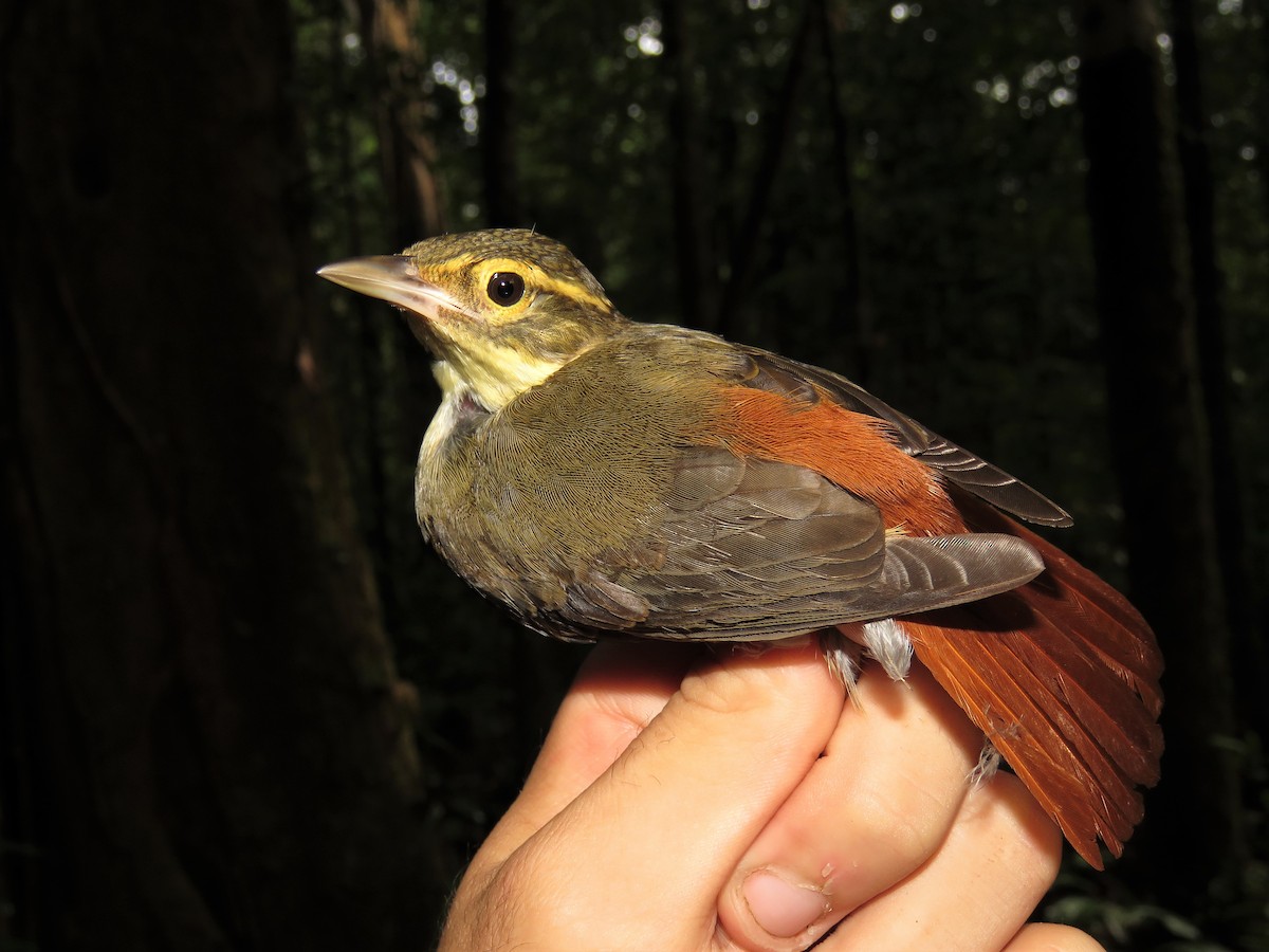 Rufous-rumped Foliage-gleaner - Hugo Foxonet