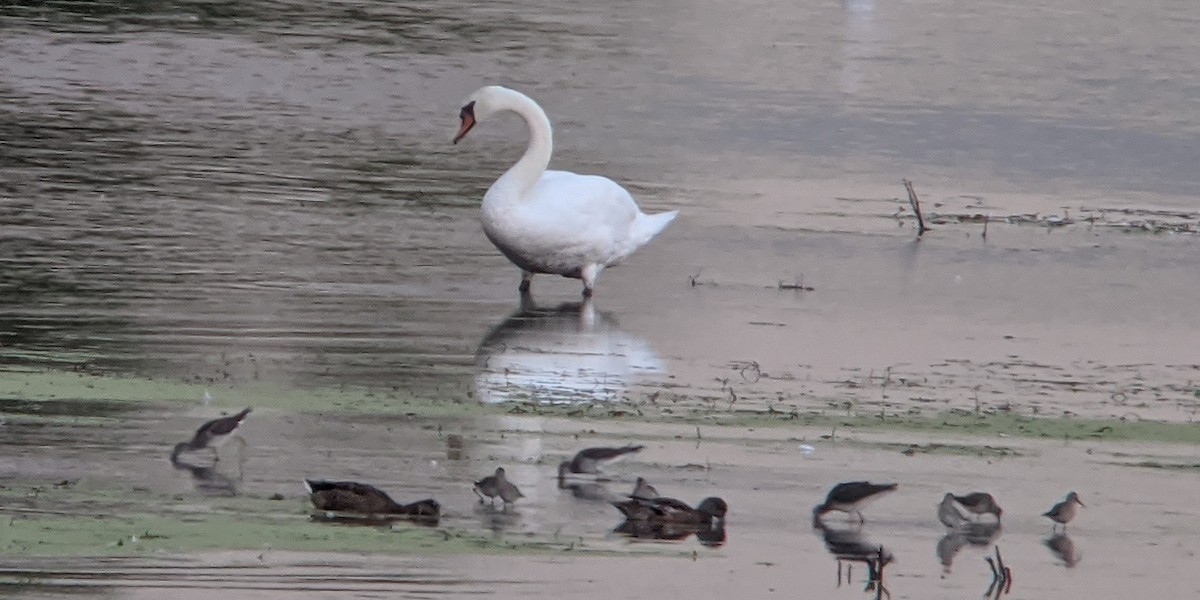 Mute Swan - Tim Lenz