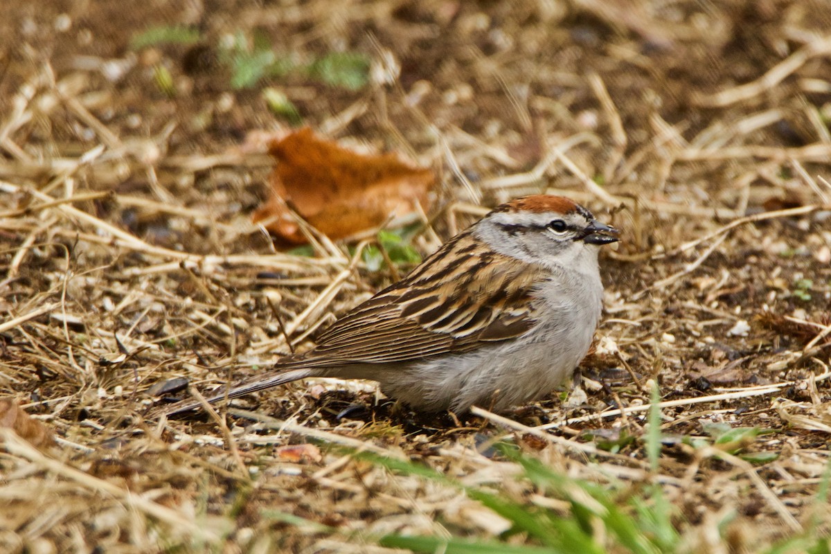 Chipping Sparrow - Normand Laplante