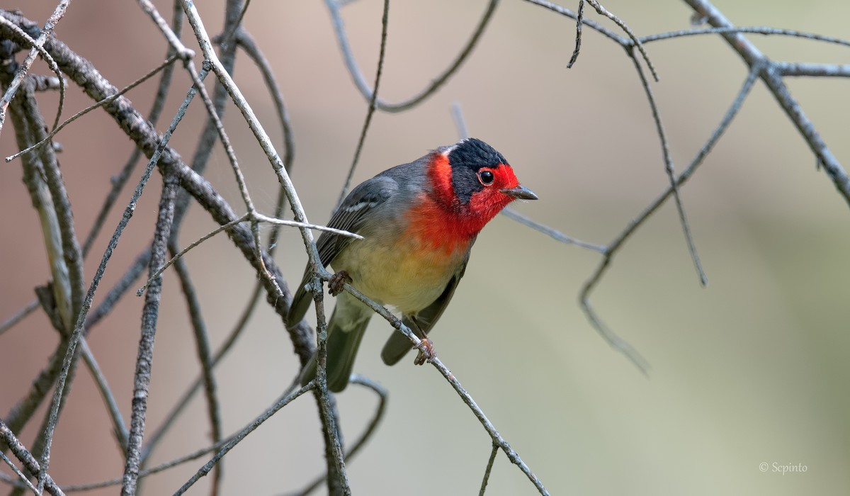 Red-faced Warbler - ML259322161