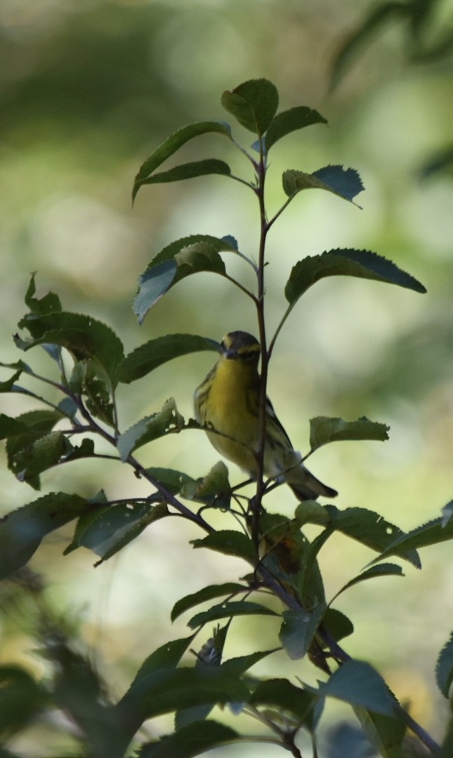 hemlokkparula - ML259323871