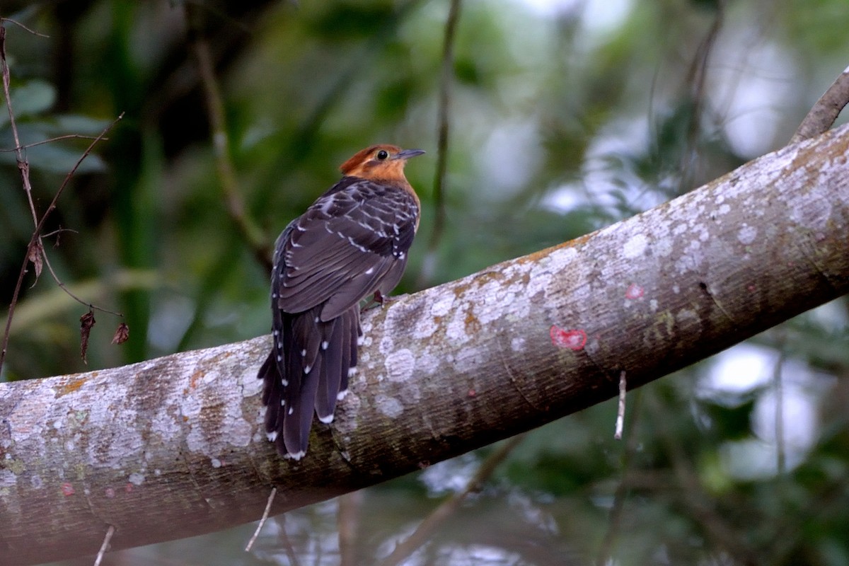 Pavonine Cuckoo - ML259326171