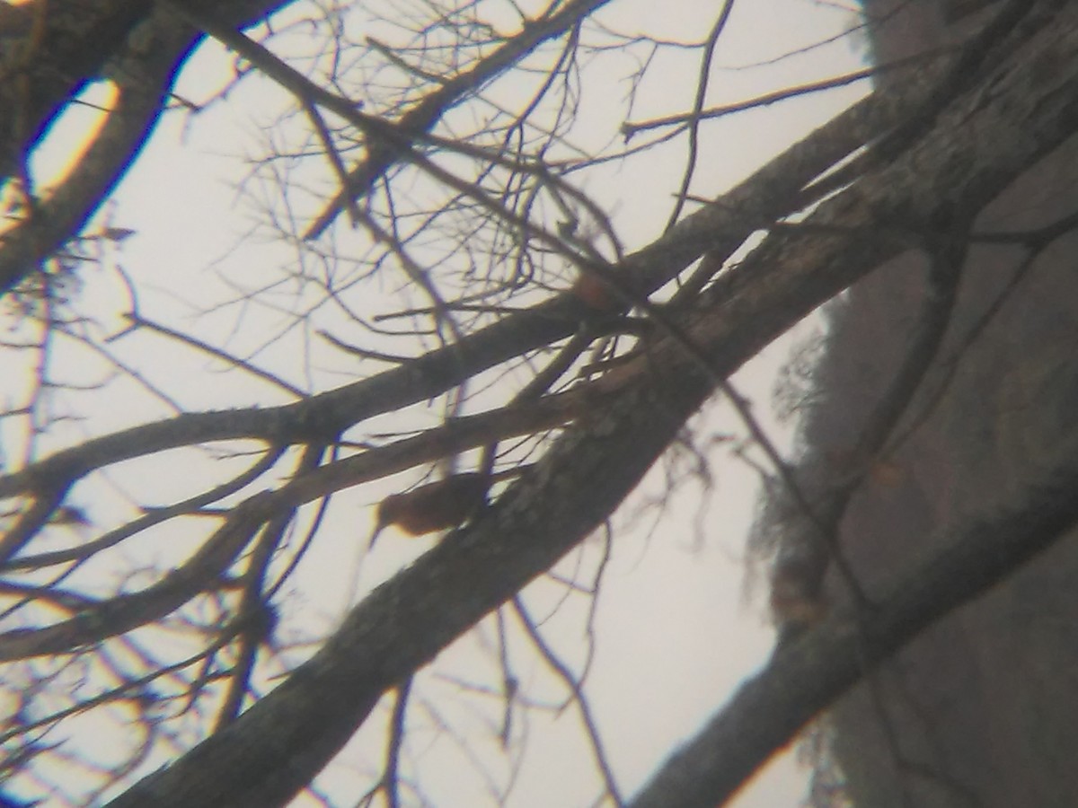 Great Rufous Woodcreeper - Juan Perez