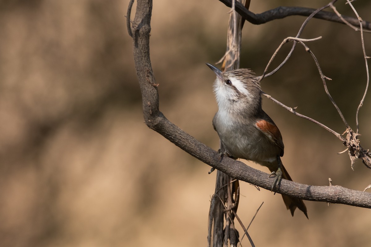 Stripe-crowned Spinetail - Pablo Re