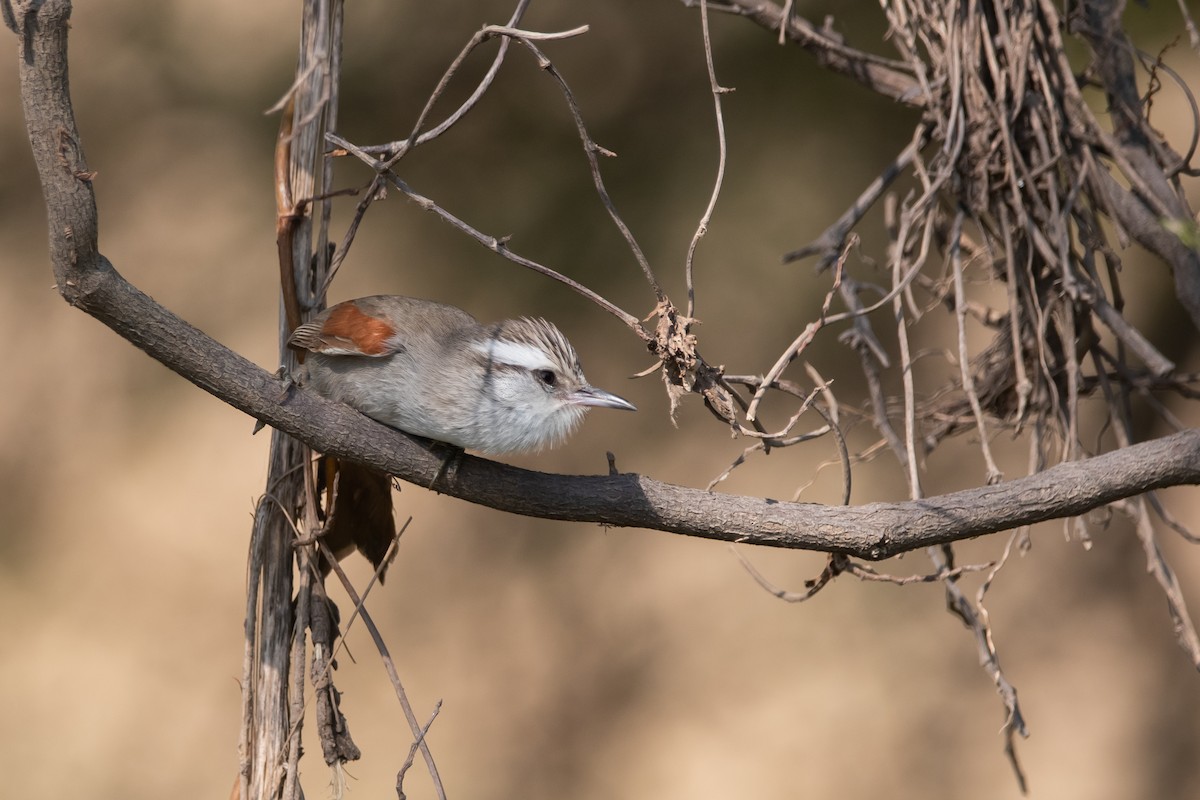 Stripe-crowned Spinetail - ML259328461