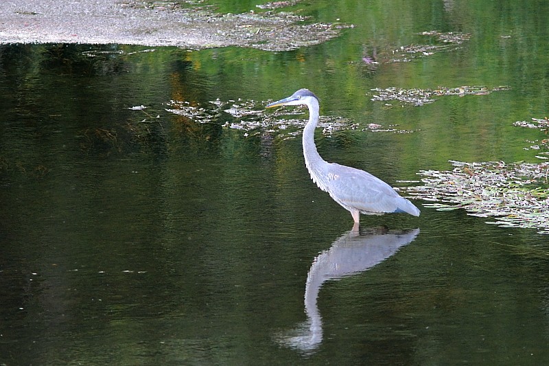 Great Blue Heron - ML259328481