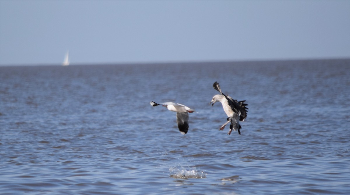 Brown-hooded Gull - Isis Ibáñez