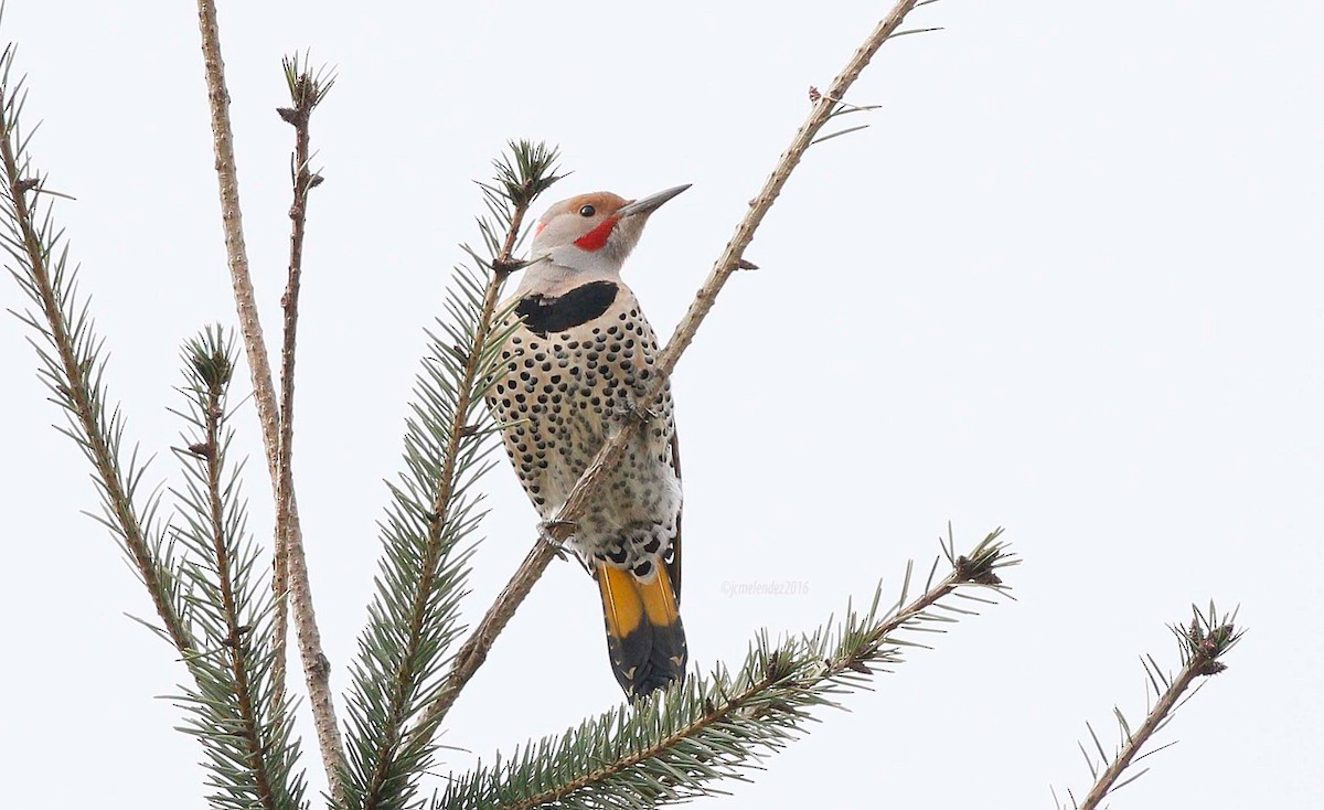 Northern Flicker (Yellow-shafted x Red-shafted) - ML25933121