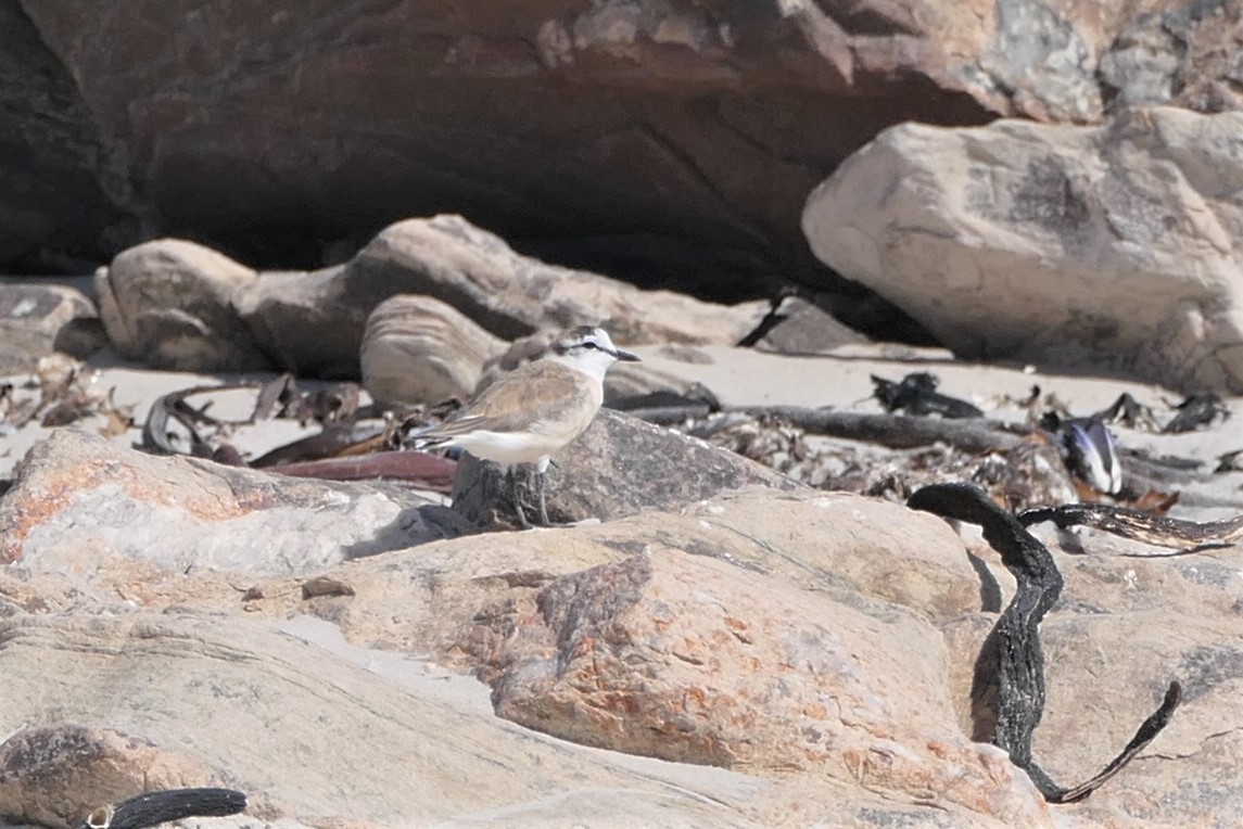 White-fronted Plover - ML259332081